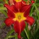 RED DAYLILY COLLECTION 6 DIFFERENT RED DAYLILIES, 2 FANS EACH. 12 FAN 