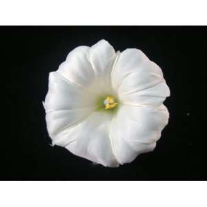  White Petunia Hair Flower Clip 