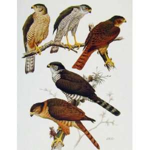  Eagles Hawks & Falcons Tiny Sparrow Hawk Color Plate