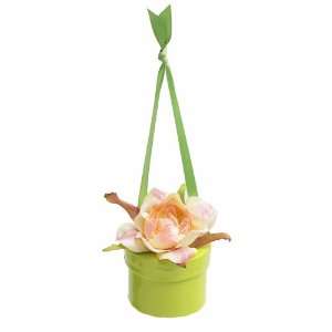  Bloembox Hanging Minis Standard Miniature Rose in Gift 