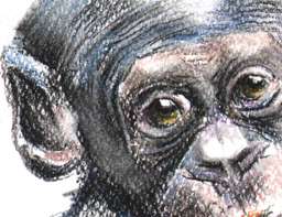 Das Original Bonobo 1A3, Affen, Tiere, Zoo, farbig  