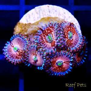 Reef Pets* Blue Agave Palythoas Palys *Live Coral*  