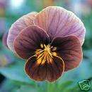 Viola Velour Frosted Chocolate   25 Flower Seeds  
