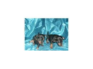 Pinscher Miniatura. doberman en miniatura, perros, cachorros, criadero 