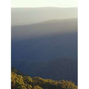  Mountain Haze and Snow Gum Eucalyptus Tree Canopies at 