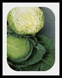   to 6 inch round head. Mild flavor. Yellows resistant. 150+ Seeds