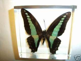 Real butterfly ( Common Bluebottle   Graphium sarpedon ) specimen 