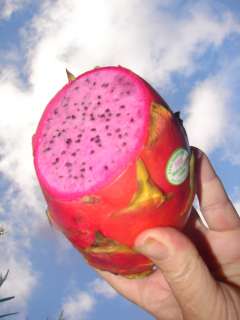 30 LIVE Seed PINK DRAGON FRUIT Pitaya Cactus VINE Red Skin Pink Plup 