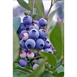  Tifblue Blueberry Plant   Loves Hot Weather Patio, Lawn 