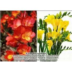   Sunset Sisters Collection   50 bulbs   6+ cm Patio, Lawn & Garden