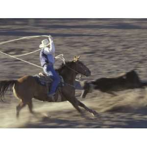  Cowboy Rides Horse in Calf Roping Rodeo Competition, Big 