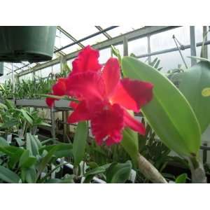    AM/AOS Cattleya Orchid Plant  Grocery & Gourmet Food