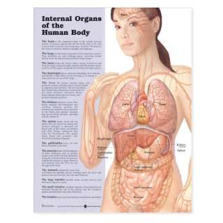 Internal Organs of the Human Body Anatomical Chart 