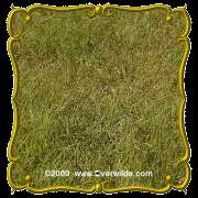 Lb   Buffalo Grass   Bulk Wild Grass Seeds  