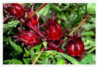 Thai Roselle Seeds/Hibiscus Sabdariffa/Jamaican Sorel/Rosella Fruit 