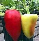 hungarian pepper plants  
