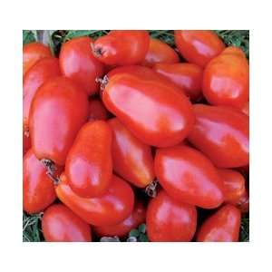    Martinos Roma Tomato Seeds (25 Seeds) Patio, Lawn & Garden