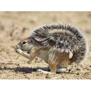 Male Cape Ground Squirrel, Kgalagadi Transfrontier Park, South Africa 