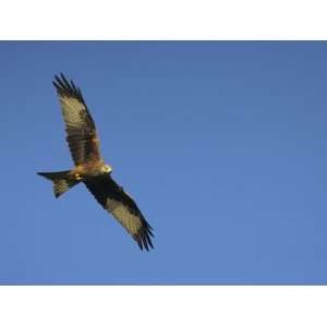  Red Kite (Milvus Milvus) in Flight with Wing Tags, Gigrin 