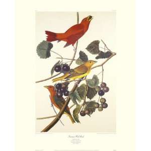  Summer Red Bird Giclee Poster Print by John James Audubon 
