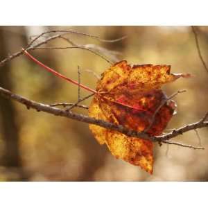  Autumn Hued Maple Leaf Clinging to a Twig National 