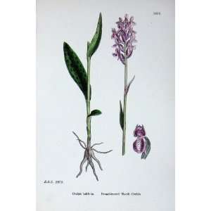  Botany Plants C1902 Broad Leaved Marsh Orchis Flowers 