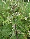 STINGING NETTLE seeds Urtica Dioica  300 Seed Pack