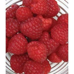  Heritage Red Raspberry, 5 canes Patio, Lawn & Garden
