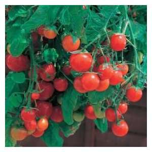   & Morgan Tumbling Tom Red Tomato SEEDS Patio, Lawn & Garden