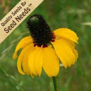  500 Seeds, Coneflower Yellow Clasping (Rudbeckia 