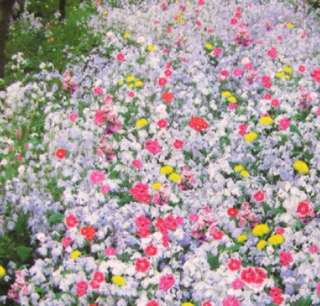 200 Wildflowers Flower Seeds Plant DIY Garden Home  